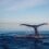 Alla ricerca di Moby Dick