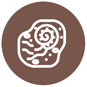Ricerca fossili